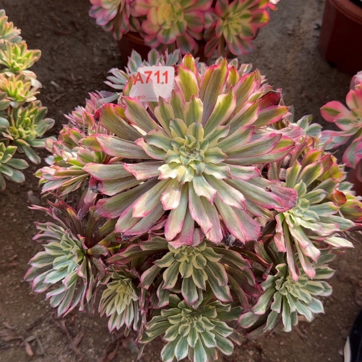 云彩711多肉植物冠服30