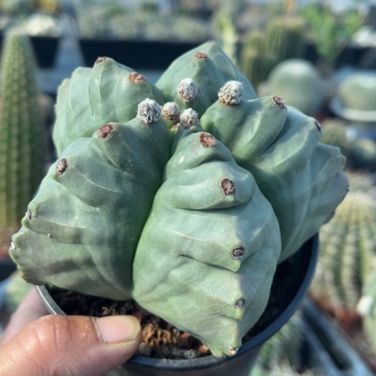 当前无花栽培后可以开花实生龟甲鸾凤玉