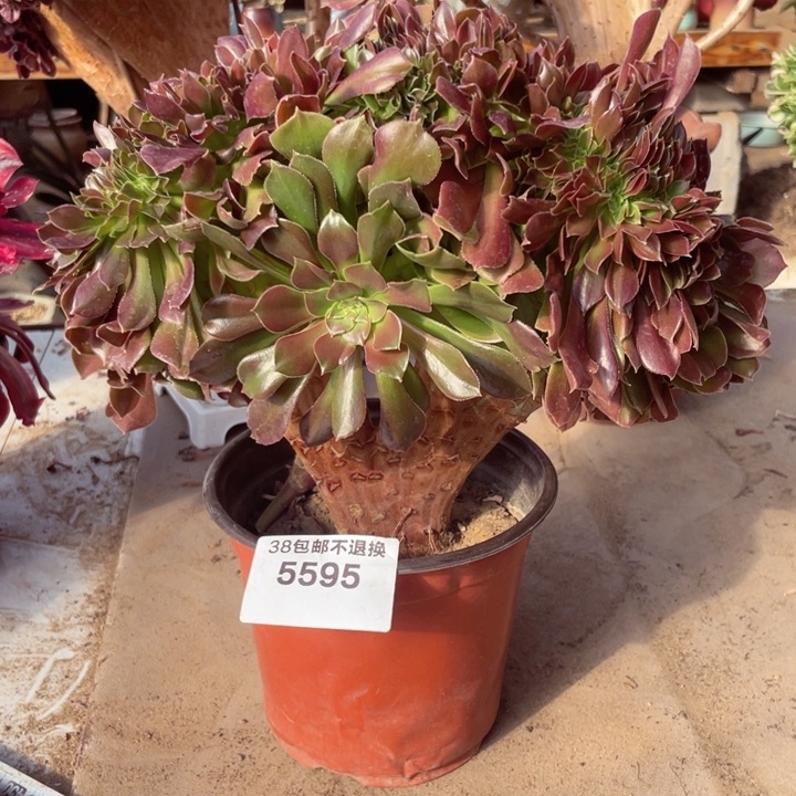 5595，多肉法师紫羊绒缀不包邮