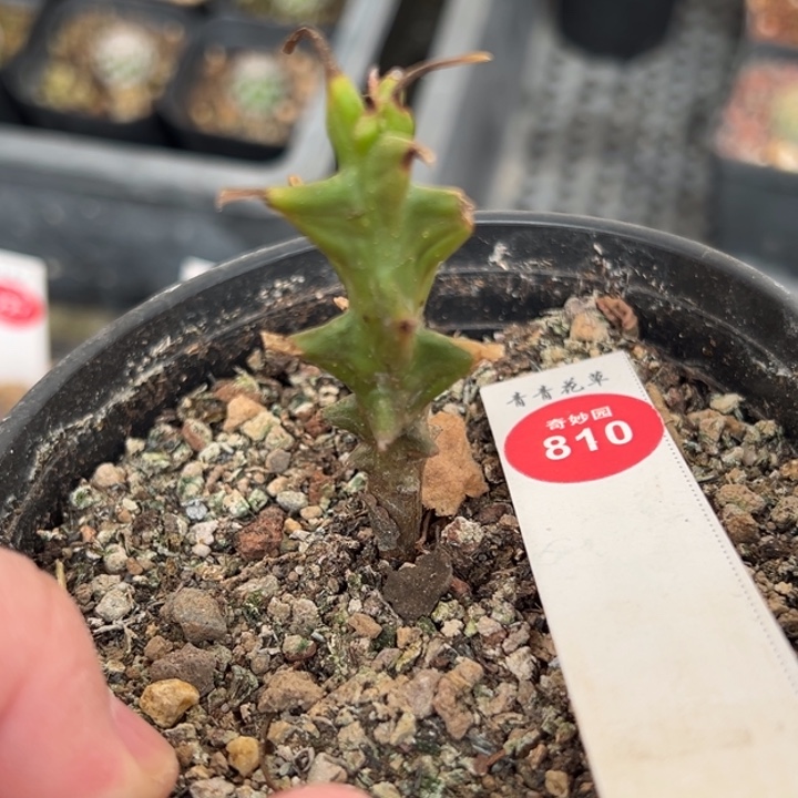 墨西哥角榄一棵仙人球