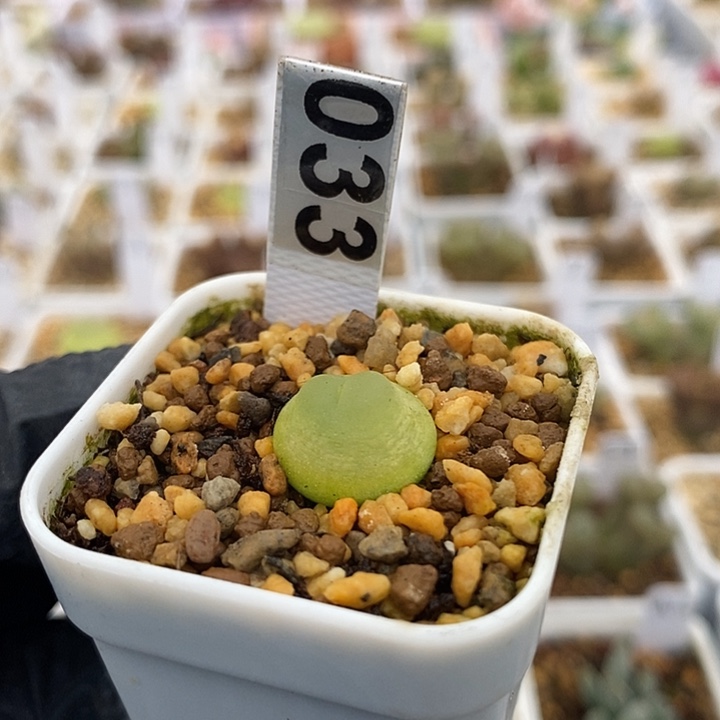 一物一拍兔耳朵拉登尺寸1.4加