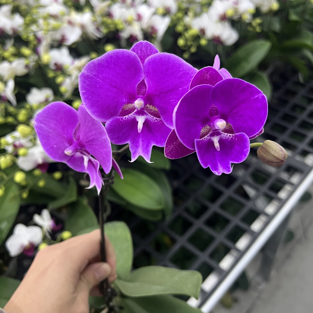 玲泷优选（紫气东来）蝴蝶兰花期长好养护3-5