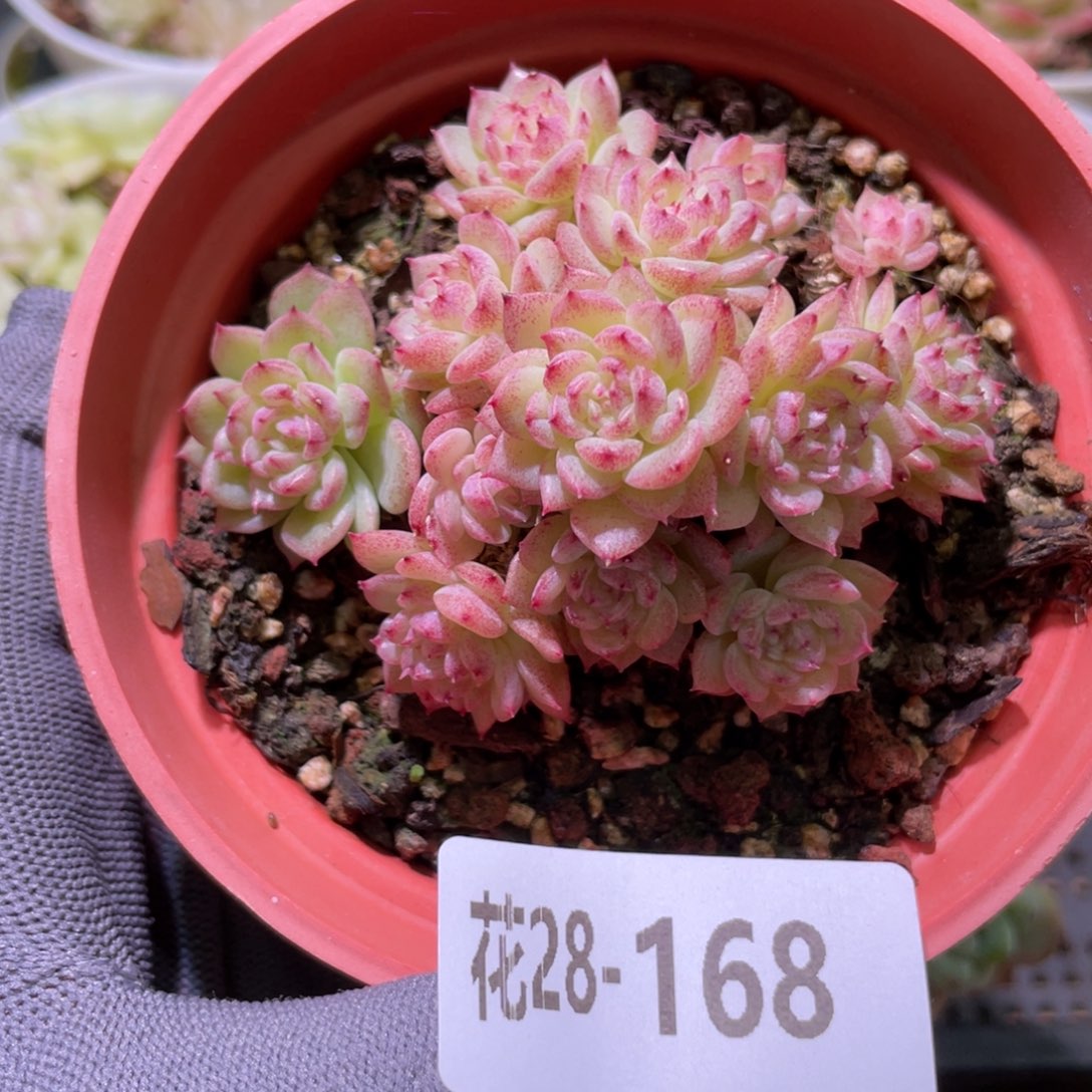 花利美28-168麦秆群