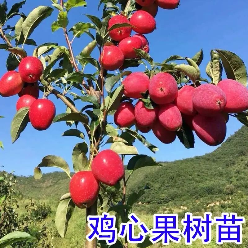 【买1送2】鸡心海棠果树苗嫁接小苹果树苗南北方地栽盆栽当年结果苗