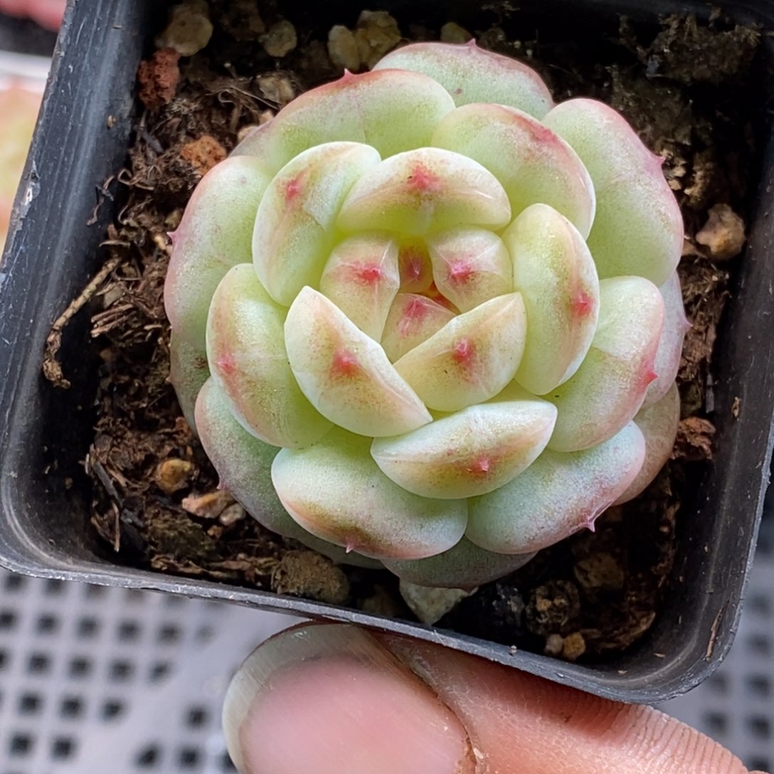 天官赐福百无禁忌