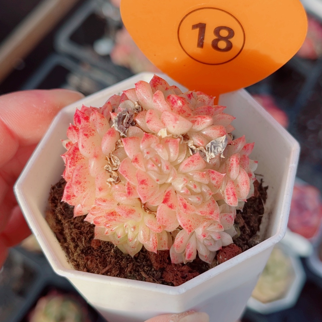 不***鱼18号小老桩麦秆群