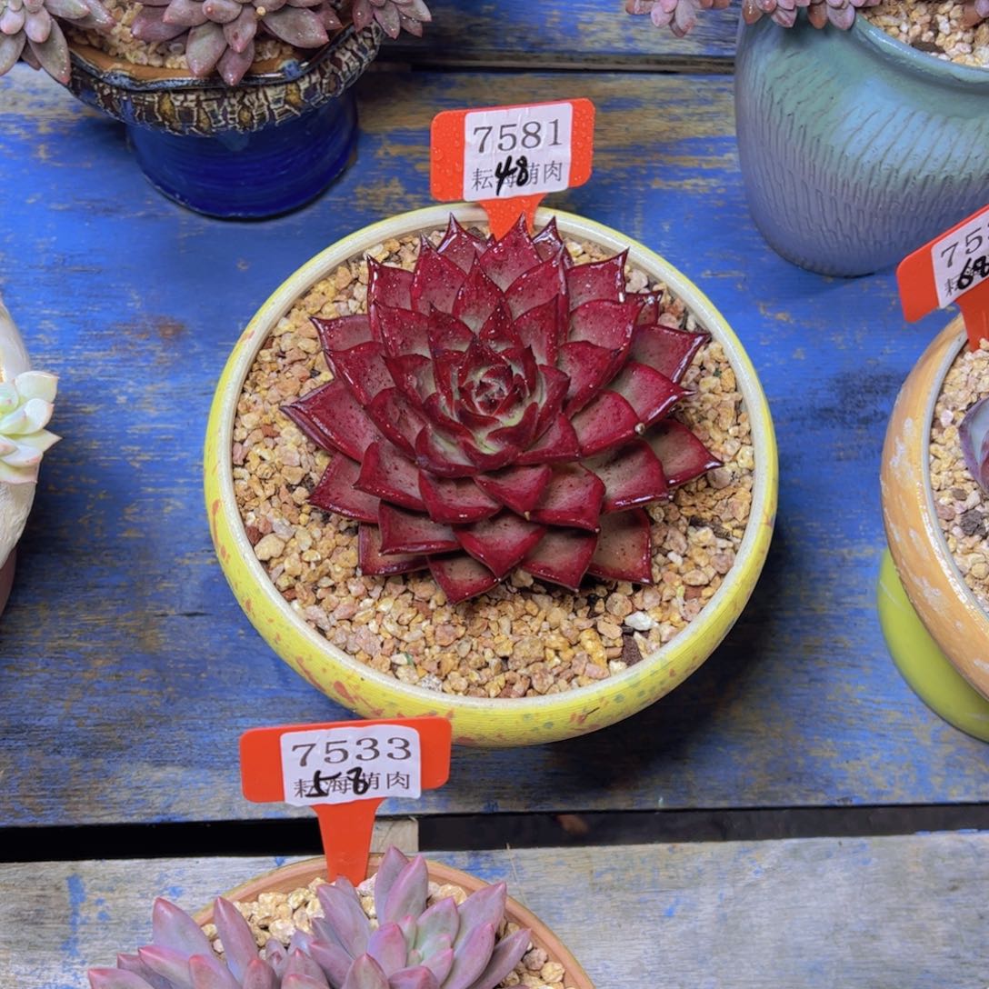 萍***儿红灵魂7581多肉植物