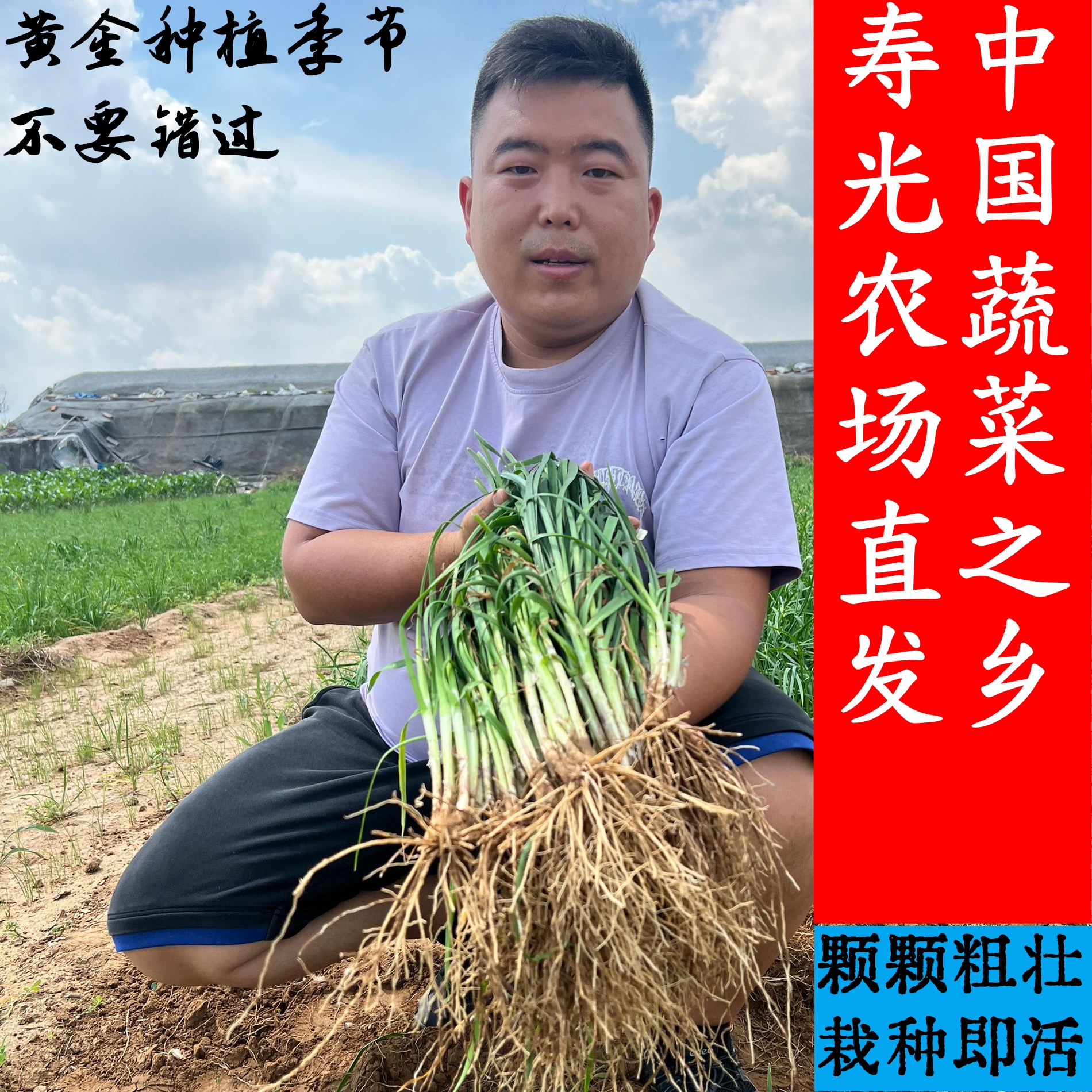 【寿光直发】韭菜根非菜苗蔬菜室内盆栽植物阳台种菜院里栽种