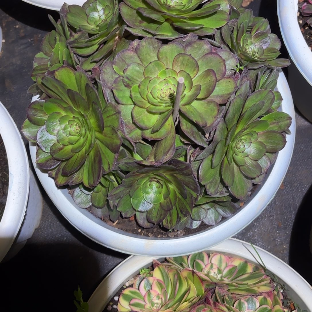 云南多肉植物脸谱