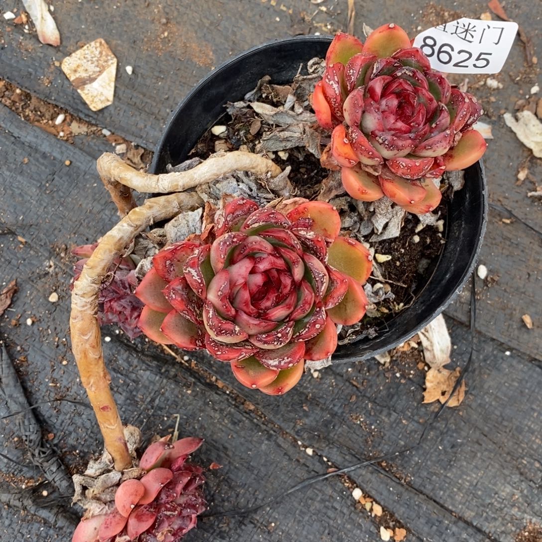 细***薇不售后~8625~12厘米