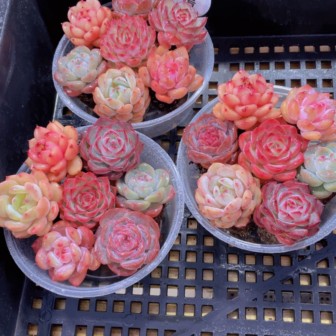 1104号 开播福利高货精品美肉7个 加五个赠品