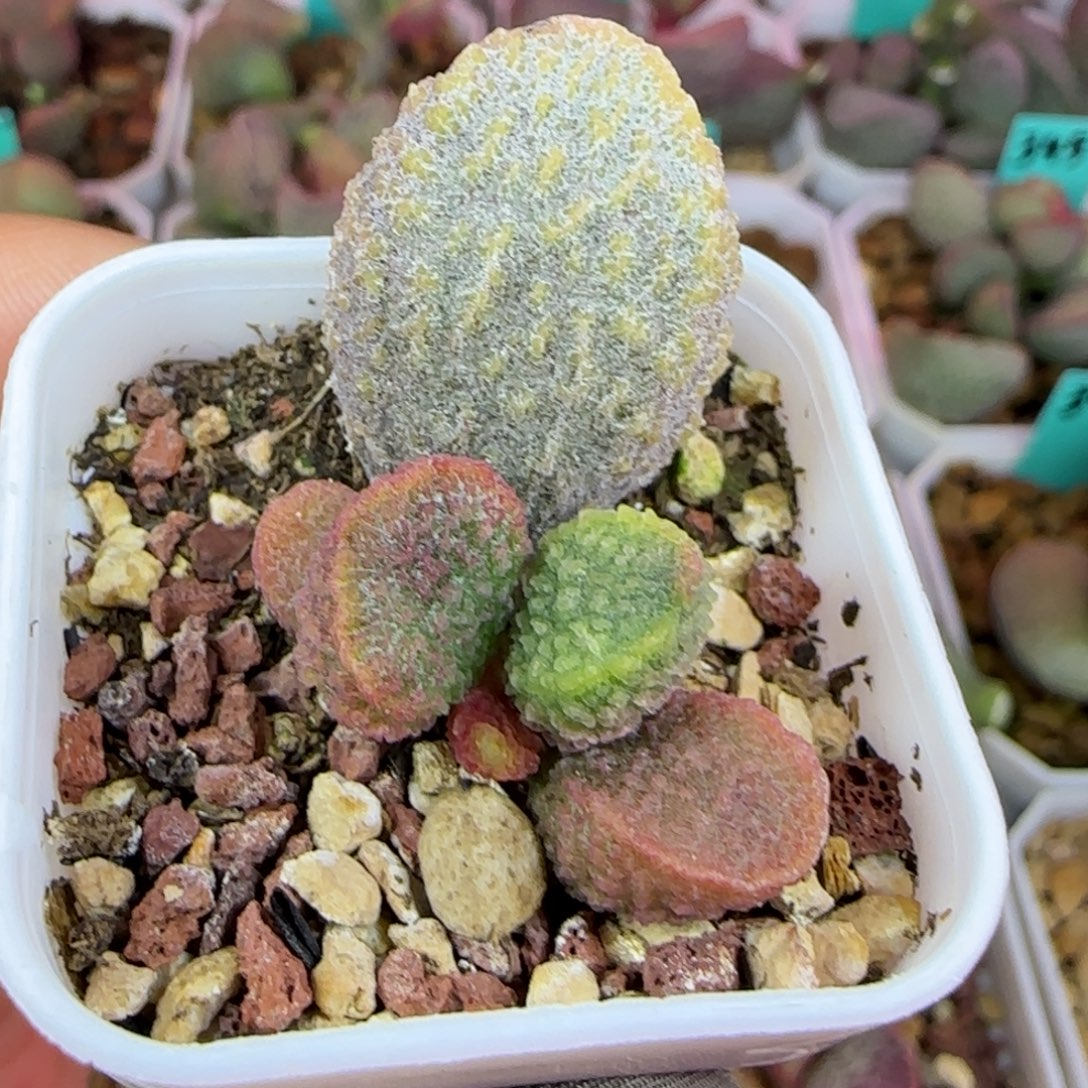 小叶猪舌叶插，四方盆发