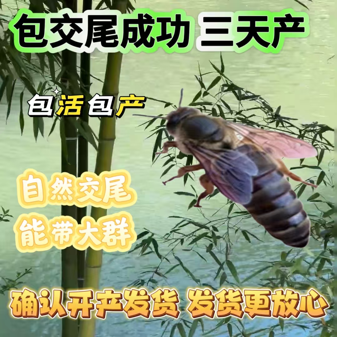 【包活到手】中蜂蜂王处王未交尾阿坝长白山仓王土蜂王种王