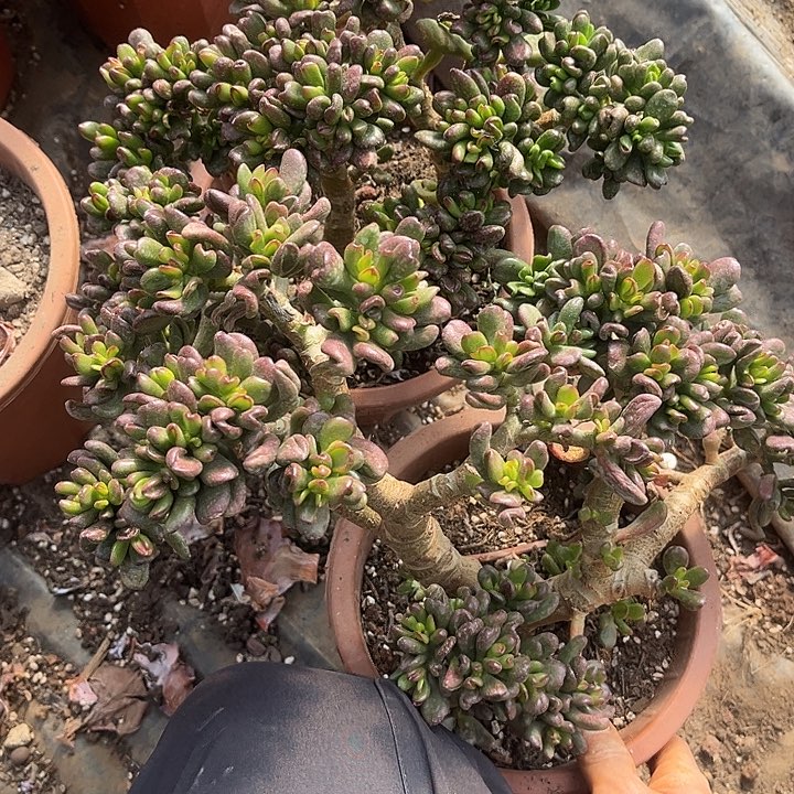 你***光招财猫2颗15.88多肉植物