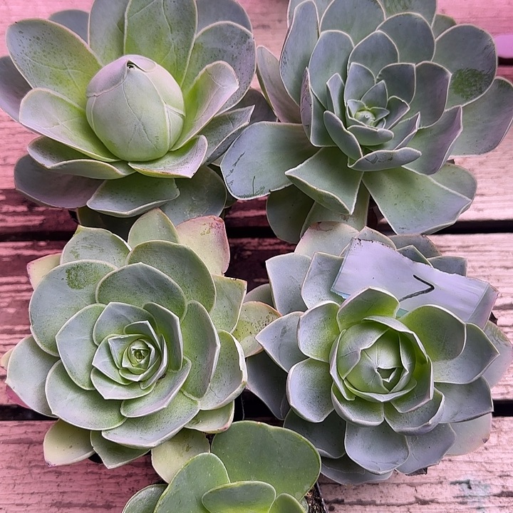 山地玫瑰一物一拍，带盆发7号