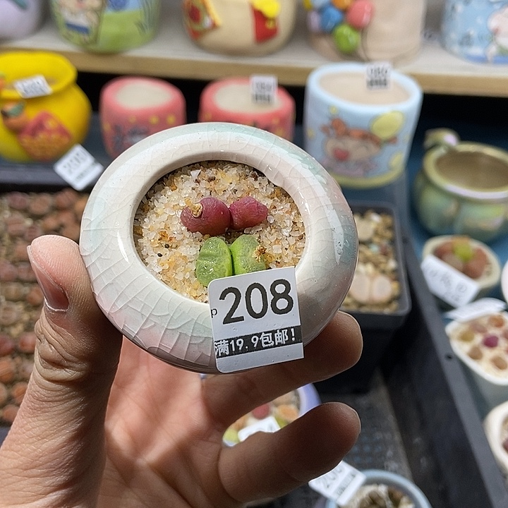 208大舅生石花肉锥多肉