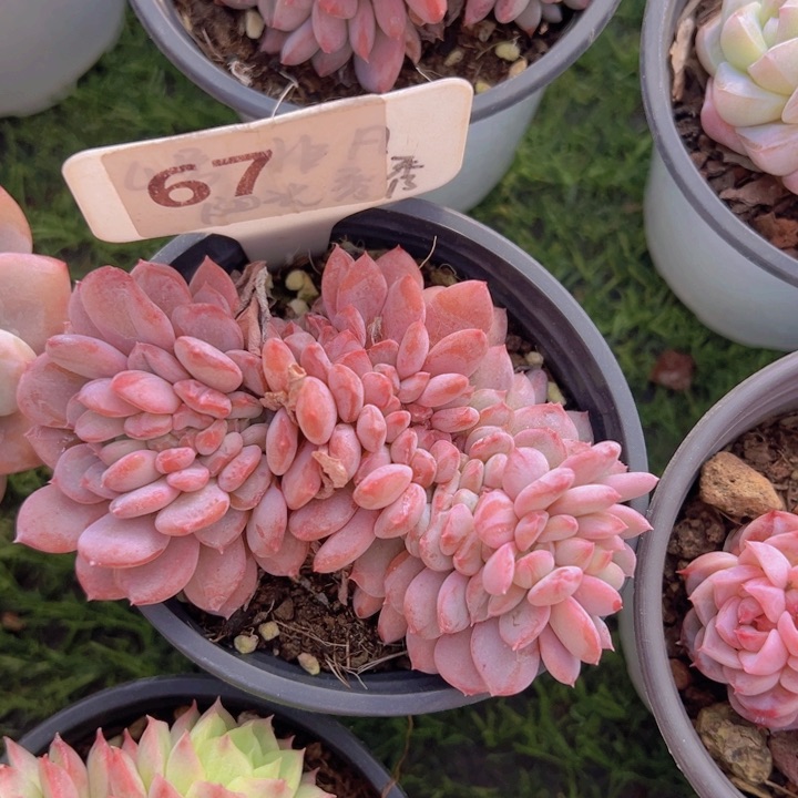 健健康康平平安安