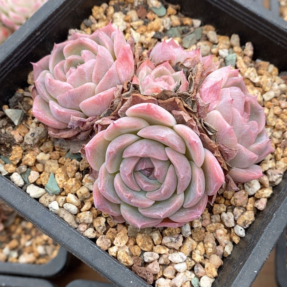 精品多肉一物一拍不包整110