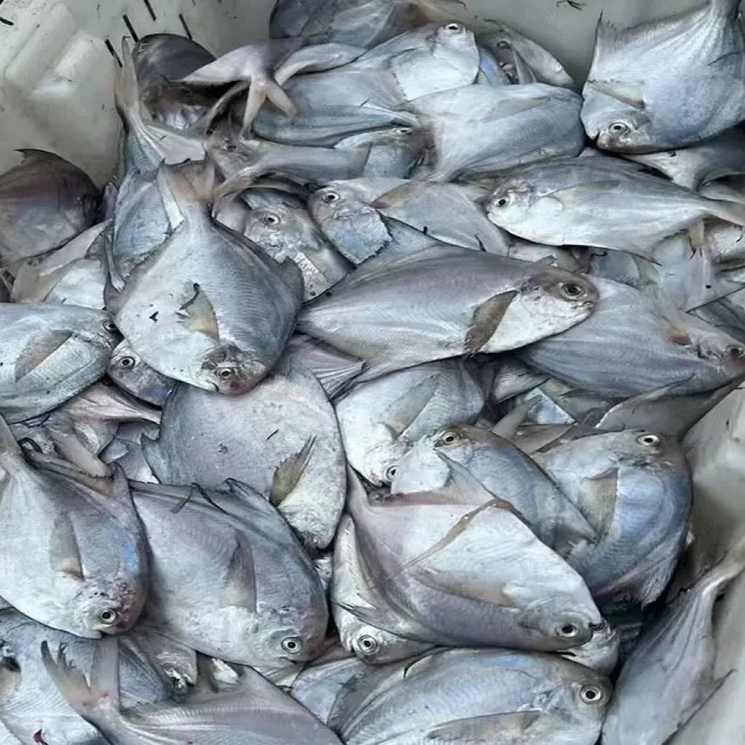 【大圣海鲜】新鲜海捕迷你银鲳鱼包邮（鲳鱼宝宝，嫌小勿拍）