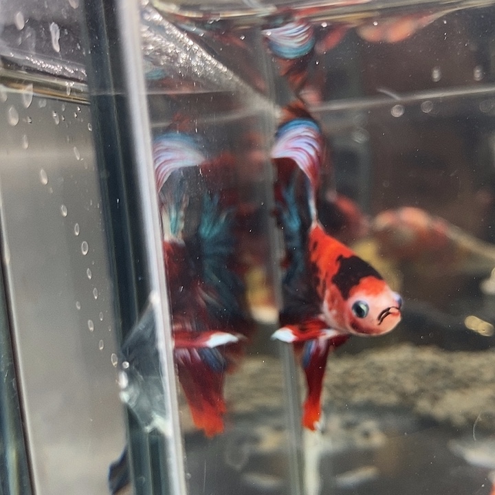 你***奶斗鱼黑145号巨斗半月