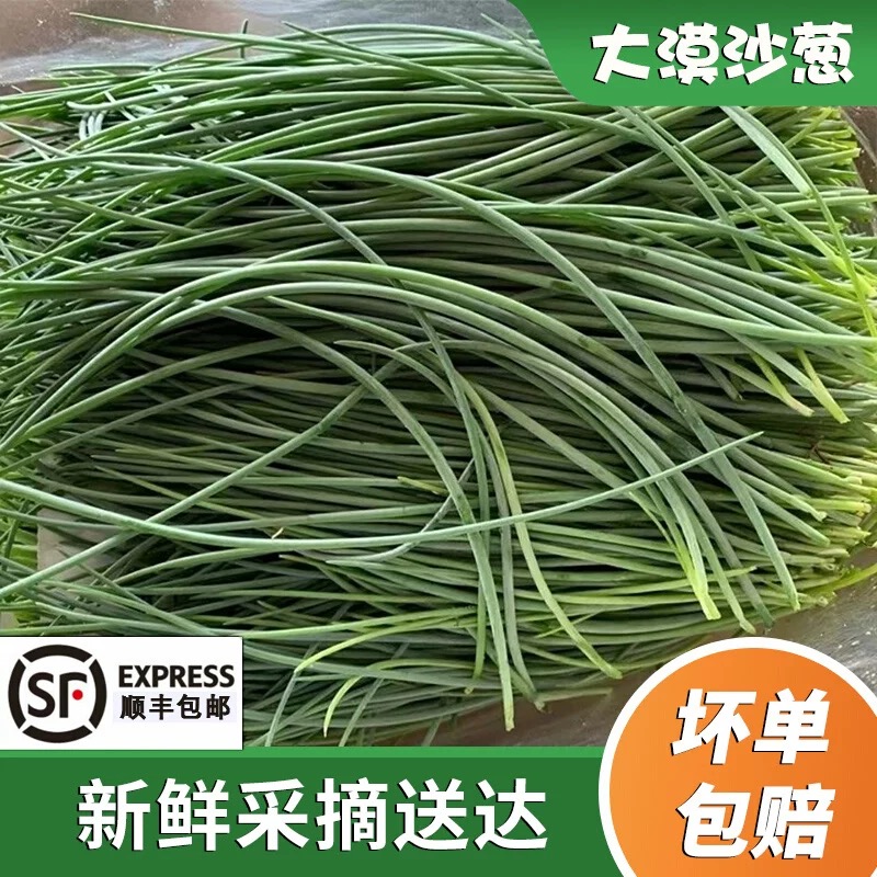 【顺丰包邮】甘肃民勤新鲜沙葱蒙古韭现摘现发沙葱坏单包赔新鲜蔬菜