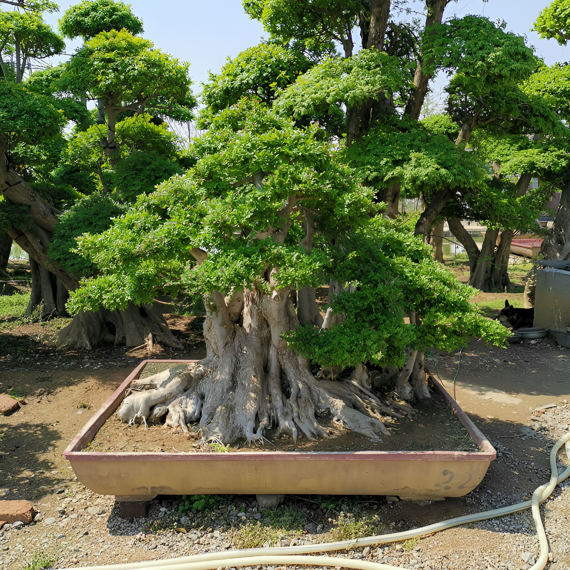 20年造型年限的精品对节白蜡盆景