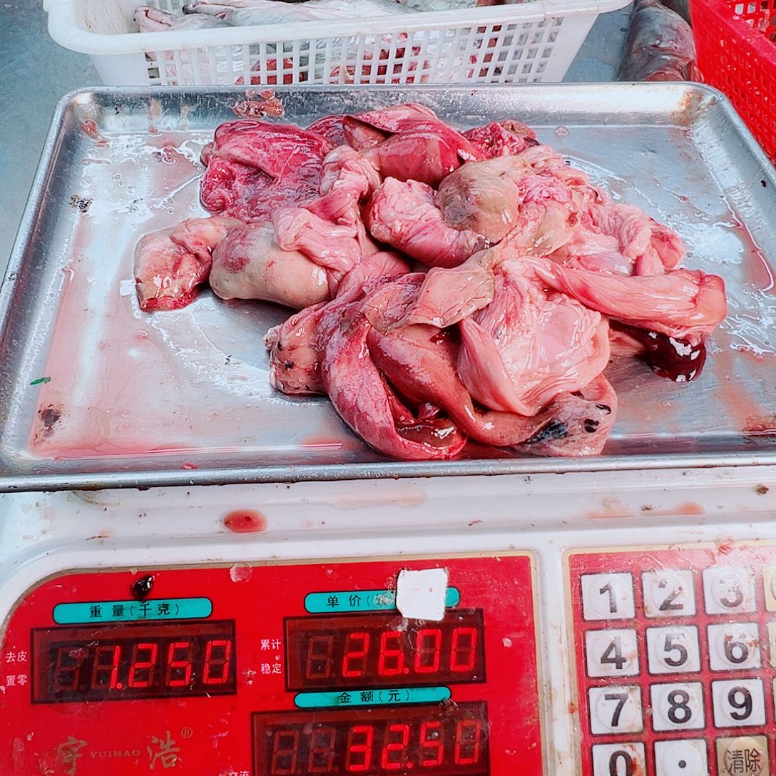 中国大陆鳗鱼鱼杂