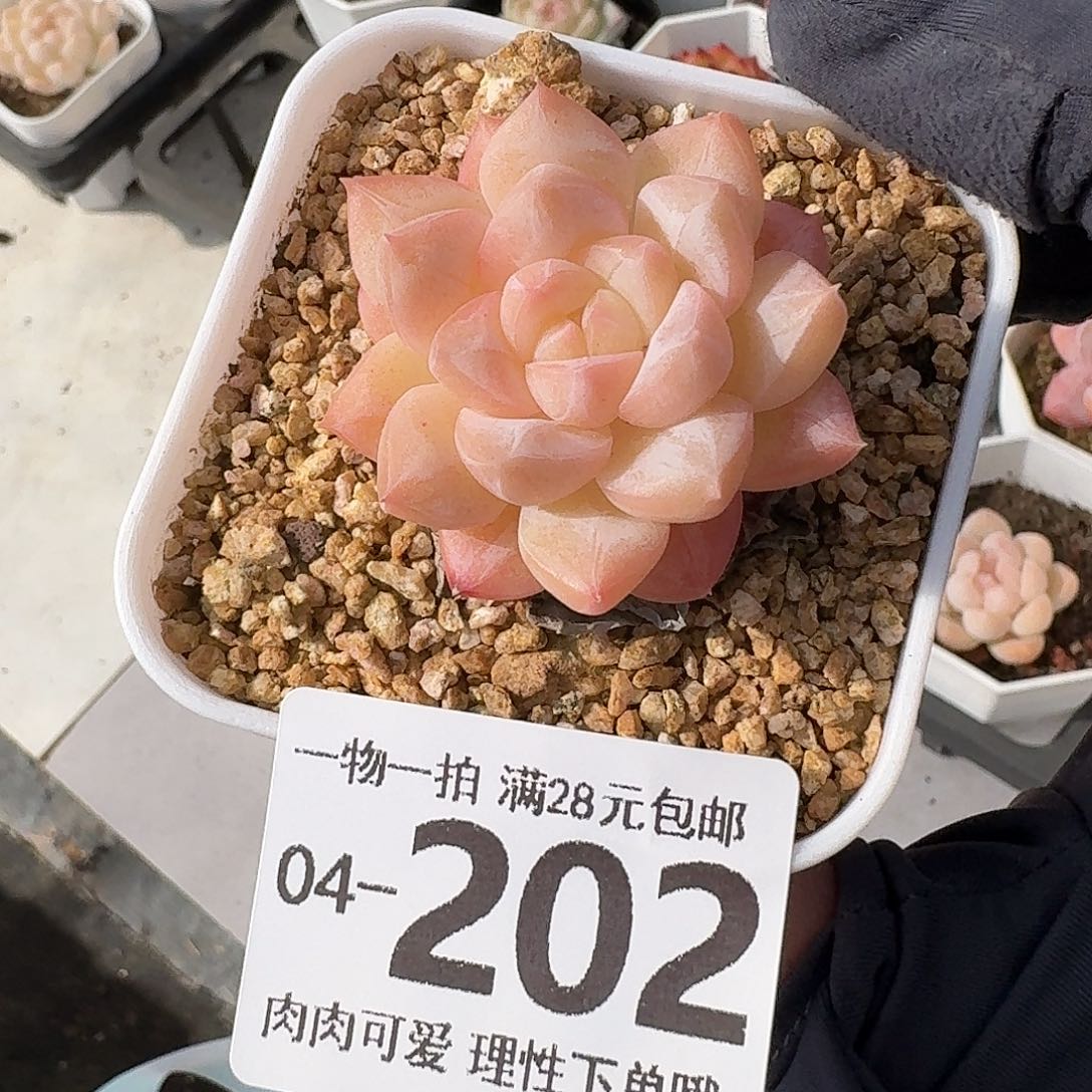 美梦无盆土发货无盆