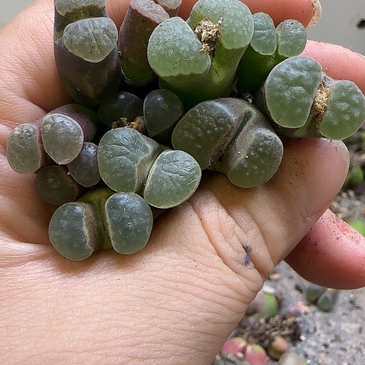磁铁请呼叫主播挑选