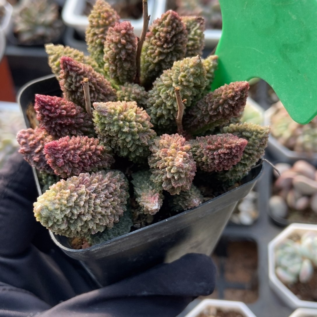 1632朱子玉水泡多肉植物