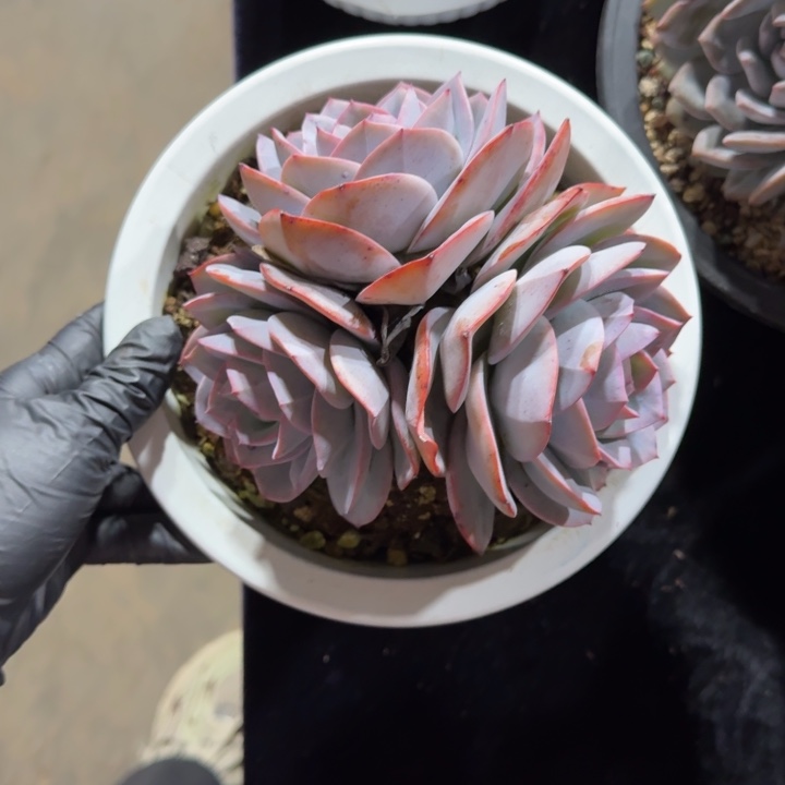 J***敦14厘米左右一物一拍的