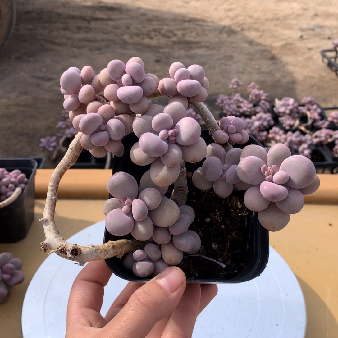 桃蛋老桩13号带盆