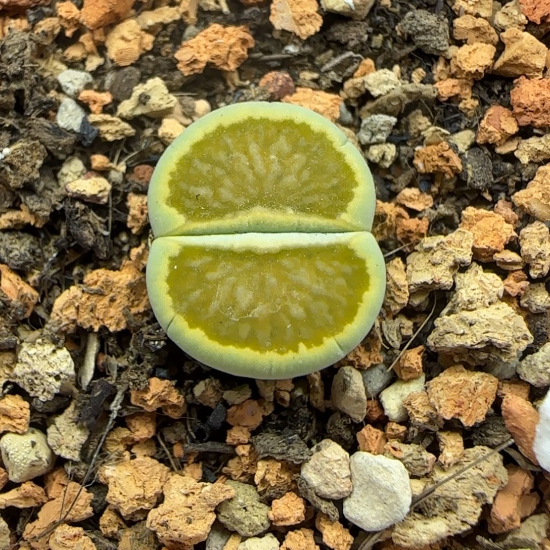 301生石花大棚直播