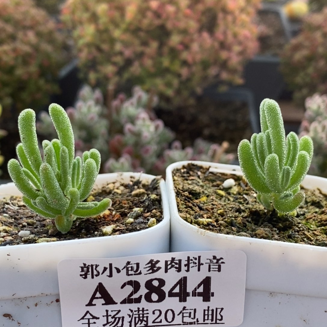 柠***冰实生白霜组合2844