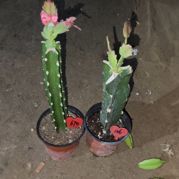 闲***鹤当前无花栽培后可以开花083  670  白羽毛106