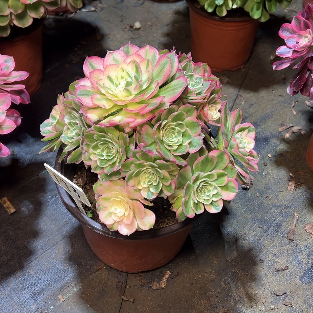 173多肉00000000000000