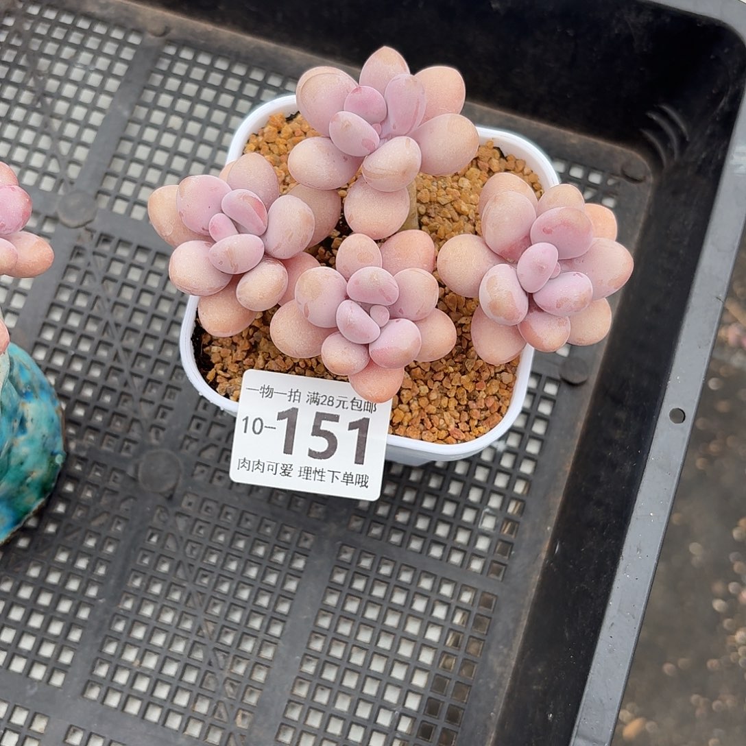 桃蛋无盆土发货无盆土发货无