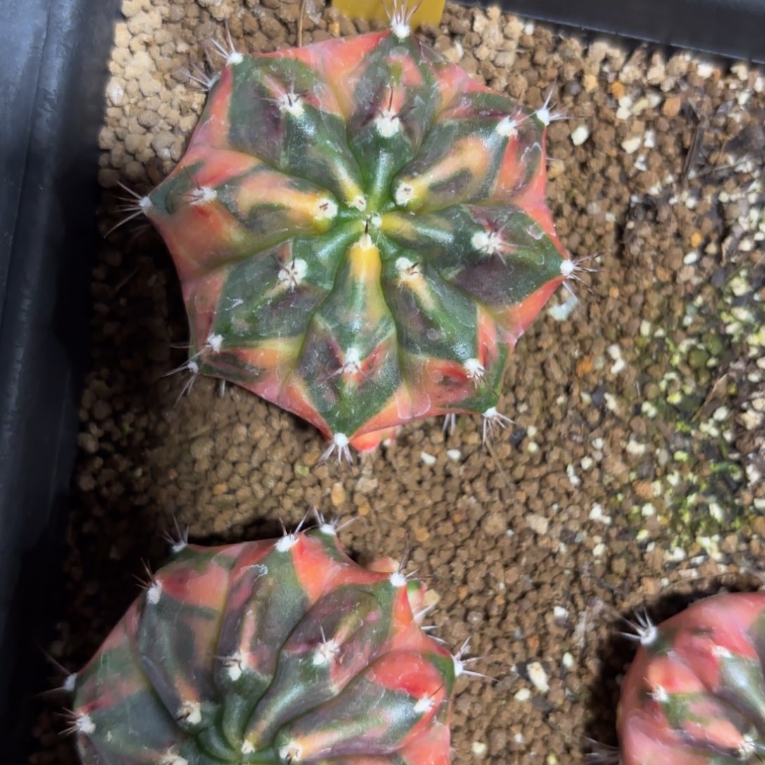 96-1227泰国发货多肉