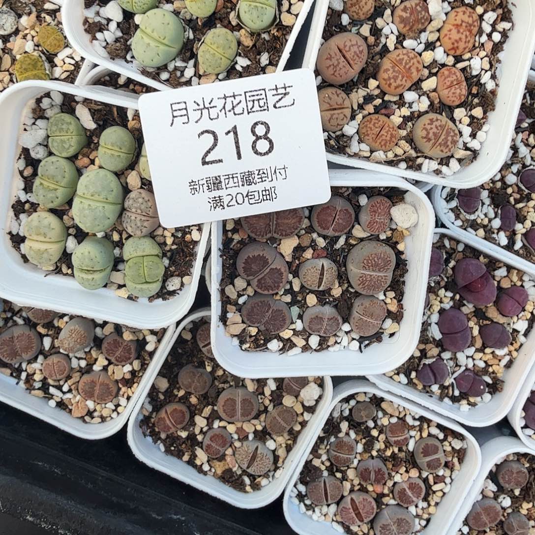 曲***线这个点睡起来都会梦中哭一个218