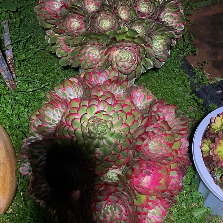 天***6完全开放上古园艺，389