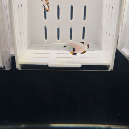 海水鱼白金礼服一对