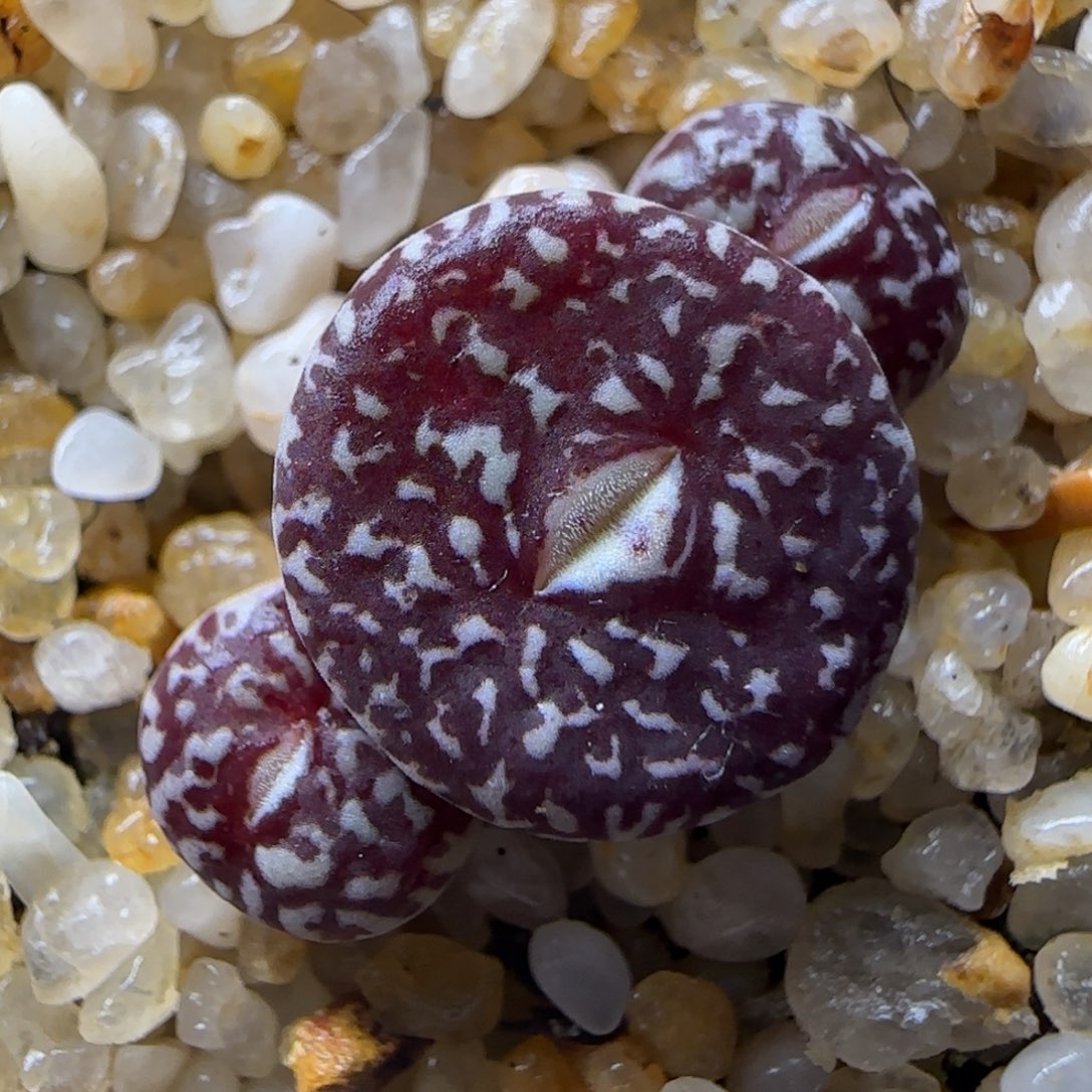 多肉植物BO超墨48号