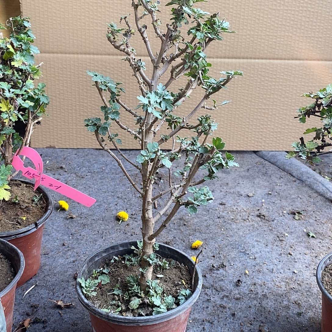 1***味完全开放盆景聚聚啊