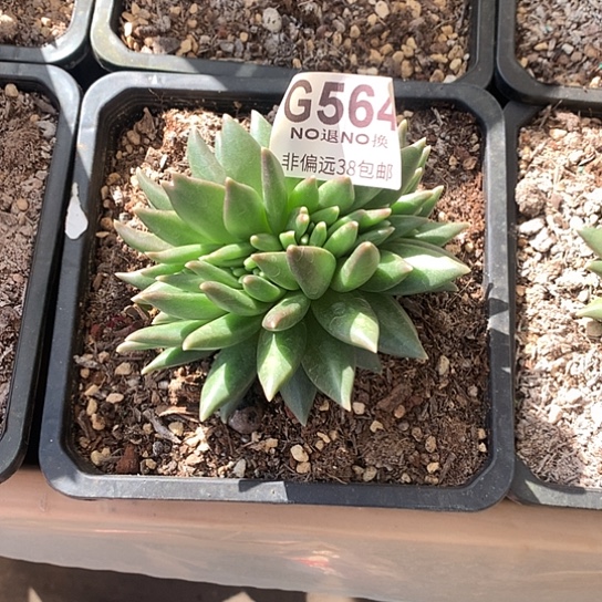 布丁缀化564 亏本处理退款拉黑7-8天发挥