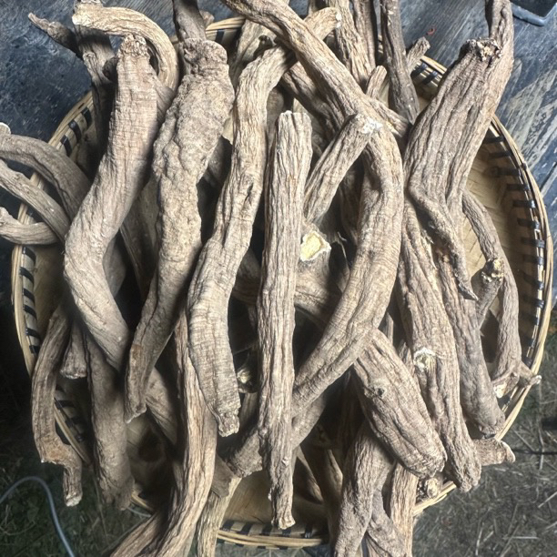 藏党参西藏高原山货大号党参