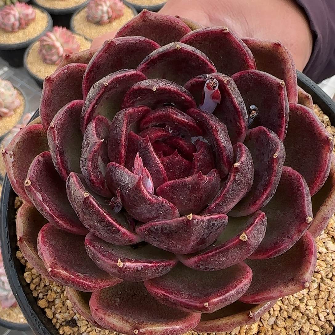 从前慢花园精选多肉黑水晶玫瑰