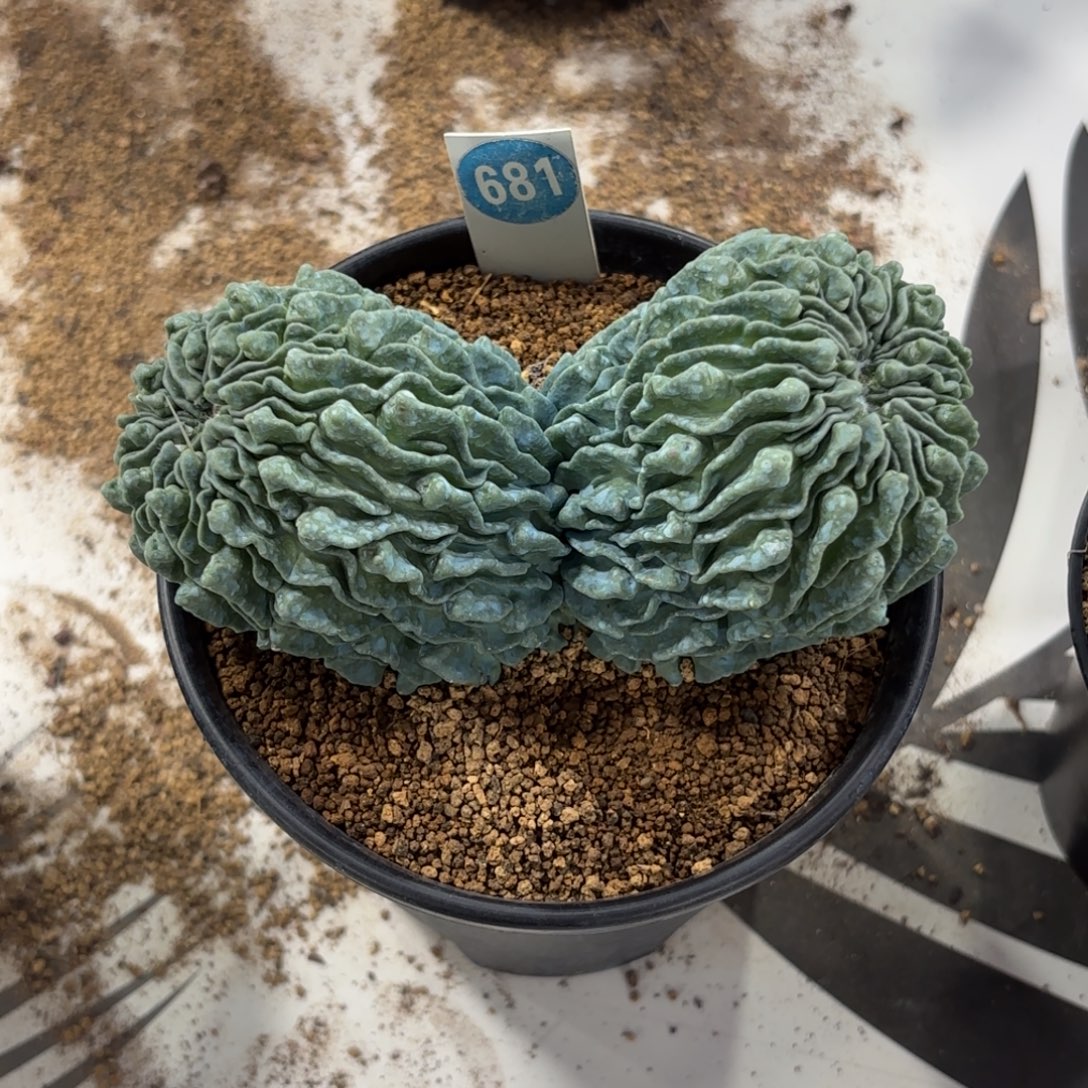 681双头蝌蚪球带盆带土