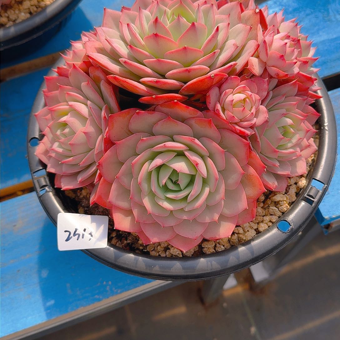 前**事2513杂交多肉植物