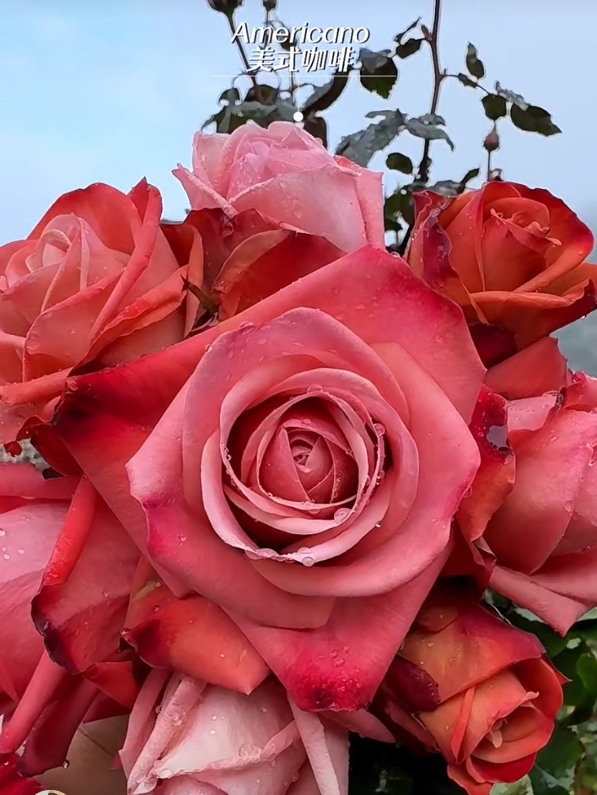 超新品切花【美式咖啡】复古橘色高杯大切花阳台庭院月季