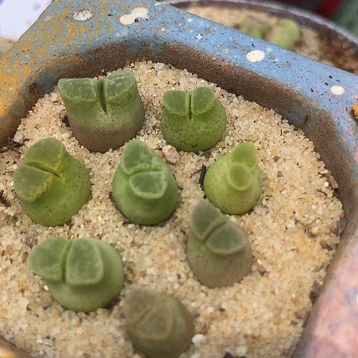 13541单头蜡笔小新一颗